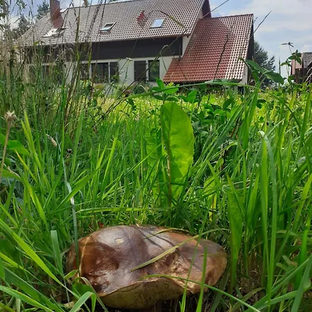 Przytulisko Stara Kiszewa