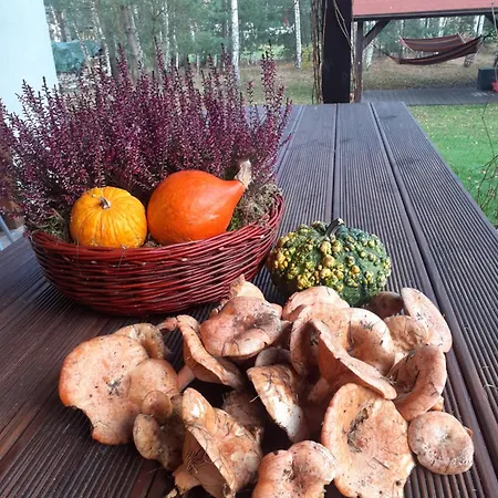 Przytulisko * Stara Kiszewa