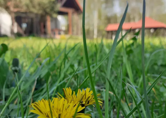 Przytulisko Semesterbostad Stara Kiszewa