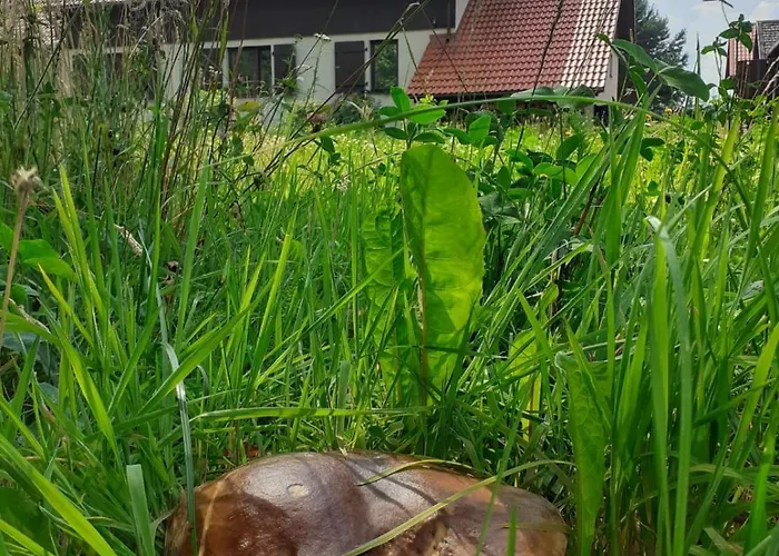 Przytulisko Stara Kiszewa