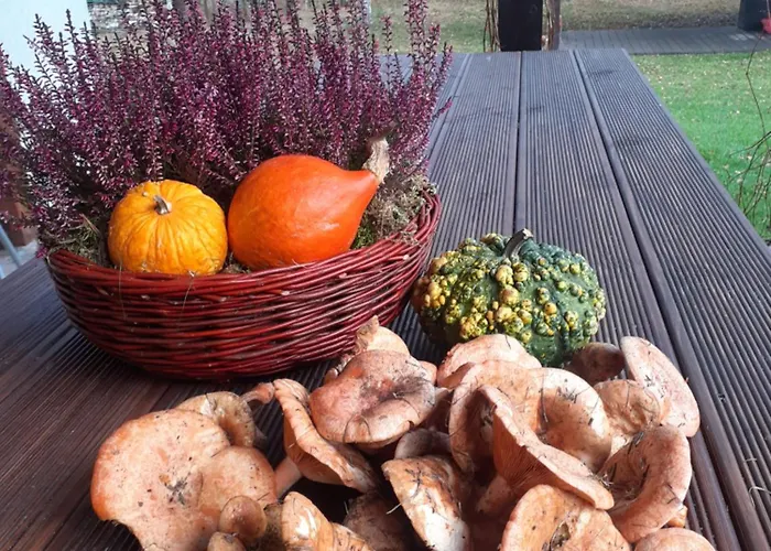 Przytulisko * Stara Kiszewa